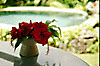 bali33051718.gif (6950 �o�C�g)
