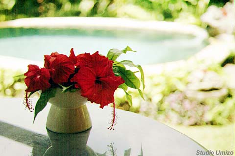 bali33051718.jpg (48442 �o�C�g)